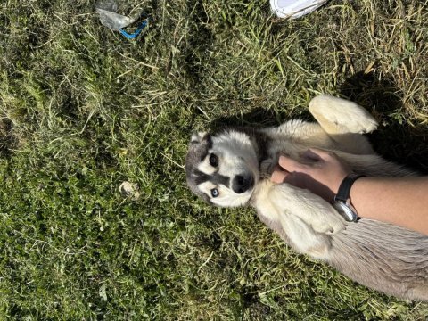 11 aylık dişi husky