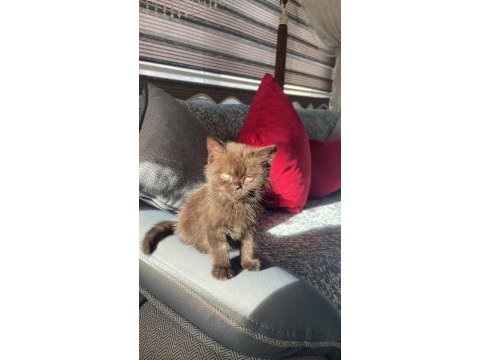 Cinemom brown kahverengi scottish fold yeni yuvasını arıyor