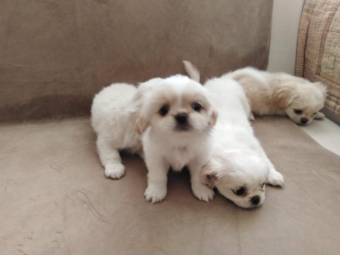 Orjinal emperyal pekingesse
