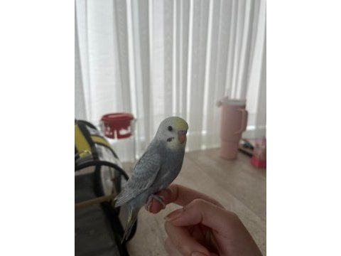 Ele alışık yavru 1 buçuk aylık erkek rainbow muhabbet kuşu