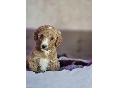 Standart poodle yavrular