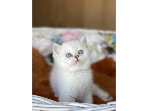 A+ show kalite british shorthair ns11 yavrumuz