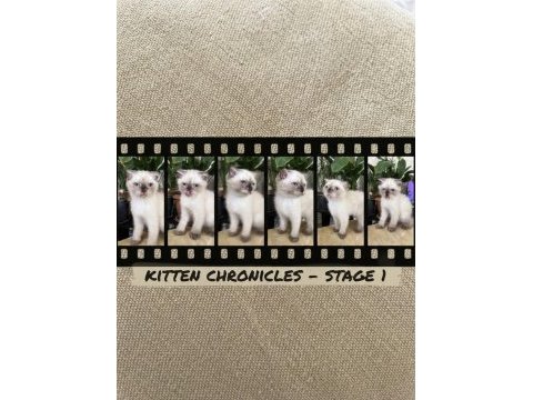 Scottish fold 2 aylık