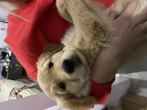 Safkan golden retriever oğlumuza dişi arıyoruz