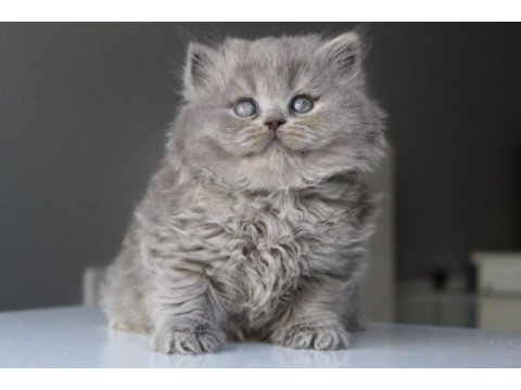 Mavi british longhair boncuklarım