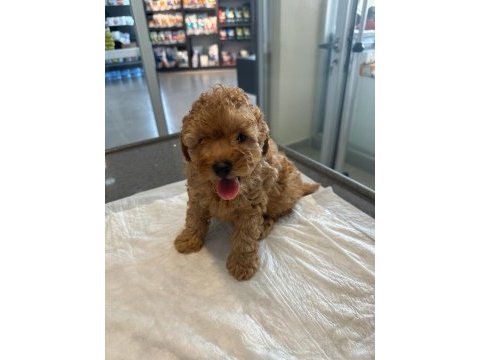 Gerçek orjinal toy poodle yavrularımız