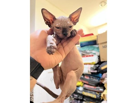 Sphynx (sfenks) kedisi
