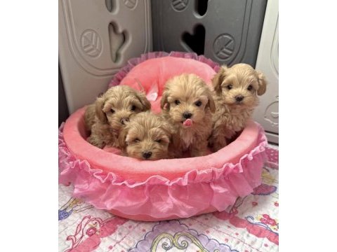 En güzel maltipoo bebekler 
