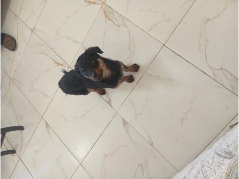 Dişi erkek rottweiler