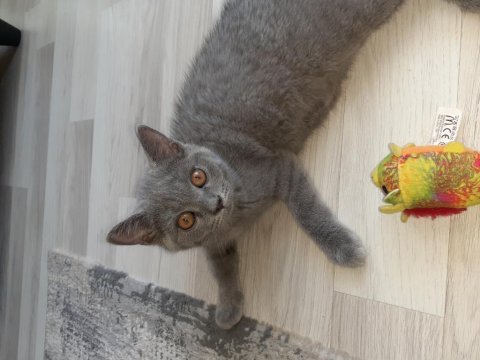 Baba british shorthair anne egzotik british 3 ay