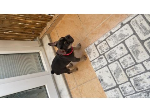 3 aylık fransız bulldog blue tan