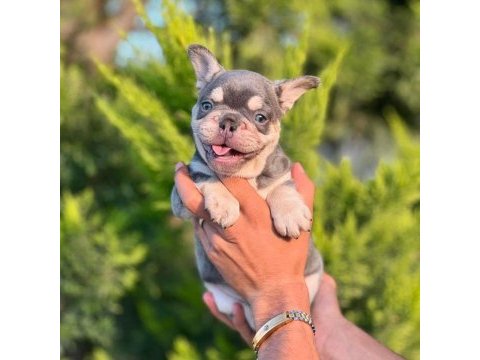 Premıum kalite lilak french bulldog yavrusu