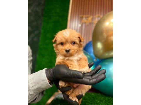 Sağlık garantili maltipoo yavrularımız