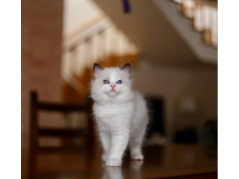 Asaletli ragdoll 