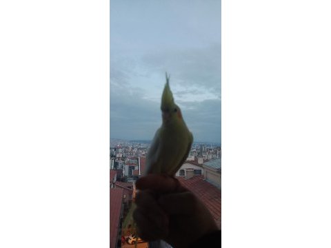 Lutino kırmızı göz sultan papağanı