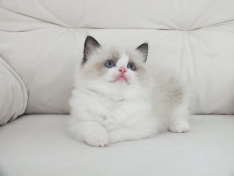 Full şecereli ragdoll yavruları