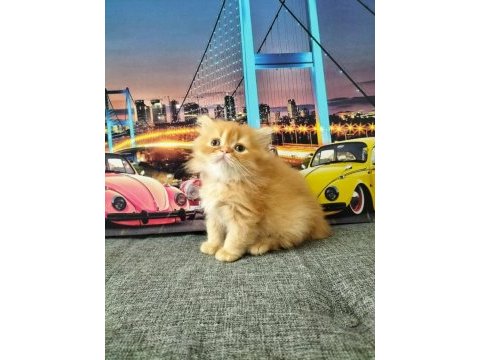 British longhair red erkek