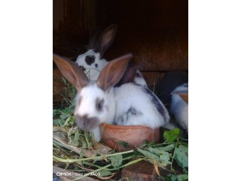 Giant papillon (dev kelebek tavşan) yavrular