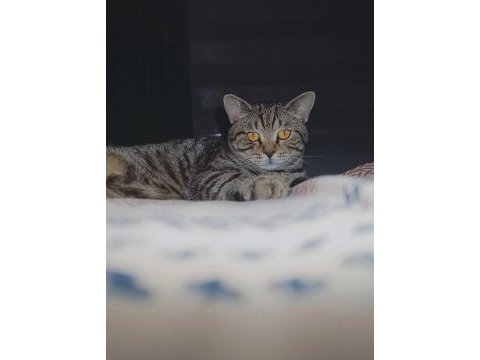 Kedim ücretsiz sahiblendirlecek