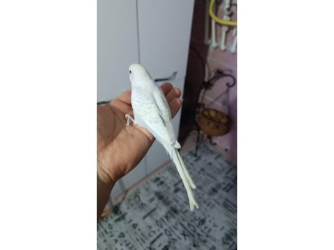 Yeni yeme düşmüş muhabbet kuşu yavrular
