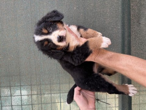 Bernese cinsi yavrularımız