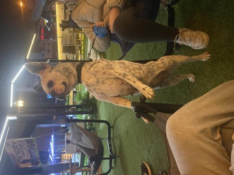 Dişi french bulldog