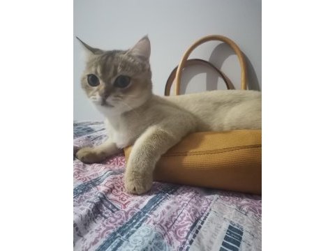 8 aylık erkek british shorthair fotolar yeni