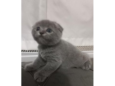 Scottish fold yavrumuz yuva arıyor