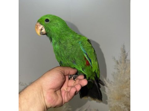Eclectus papağanı yavru