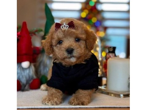 Sevimli toy poodle yavrularımız