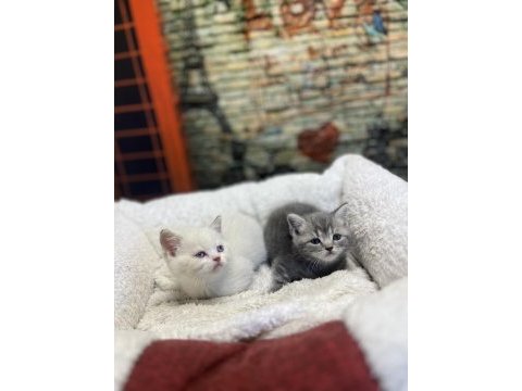 British shorthair güzellikleri @petclubadanaa