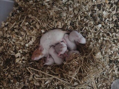 Hamster sahiplendirme suriye ve gonzales var