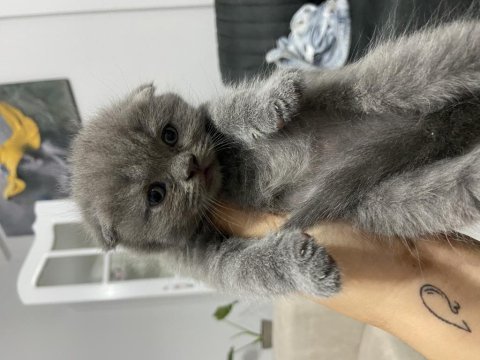 55 günlük scottish fold bebekler