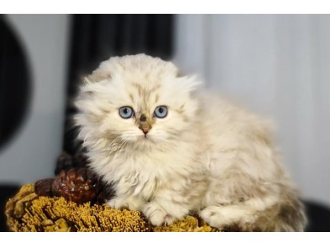 Dünyanın en güzel chinchilla bebemler
