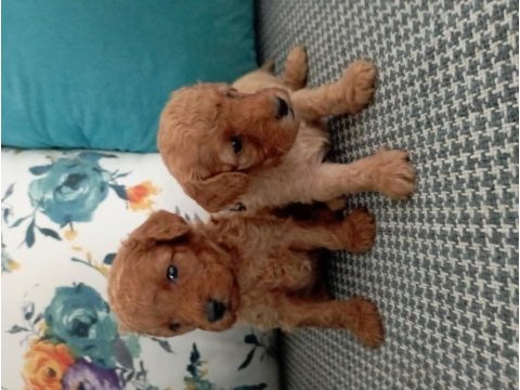 Toy poodle yavrularımız