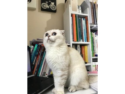 Scottish fold ve british yavrularımız 40 günlük
