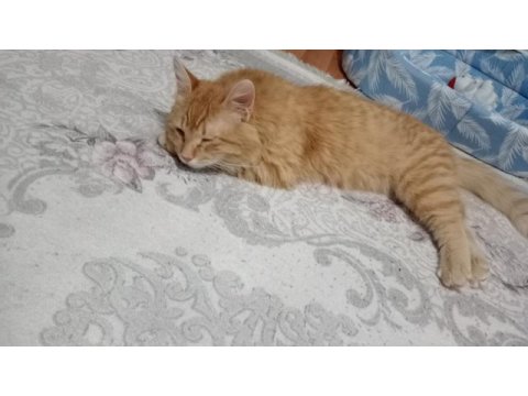 Kedimizi kızımız için almıştım aşırı alerjik yaptı tüyü