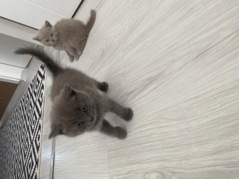 Kedilerimize sıcacık bir yuva ve sevgi dolu kalpler arıyoruz