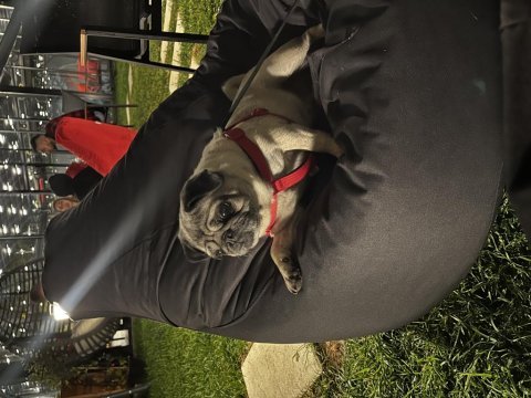 4 yaşında aşıları tam pug