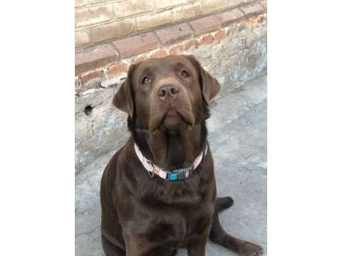 Labrador retriever yavruları muhteşem formda