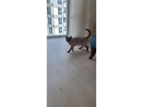 Tertemiz pırıl pırıl ev kedisi