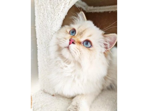 Full secereli by 11 33 erkek british longhair