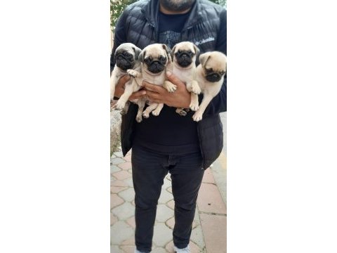 Orijinal pug bebekler