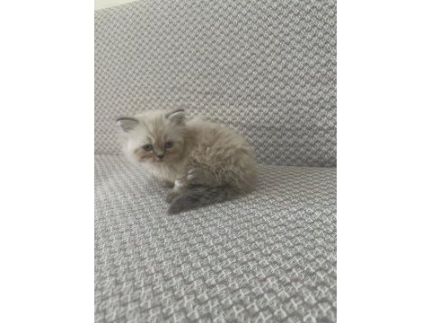 Scottish fold yavrularımız kendi kedilerimiz
