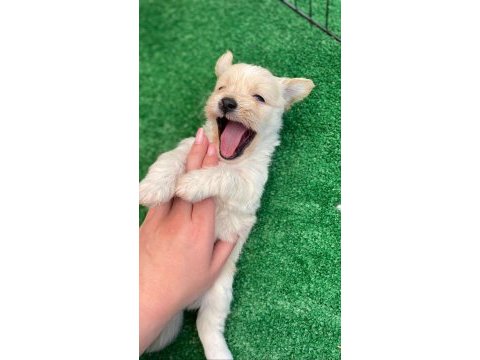 Maltese terrier uygun fiyat 6 erkek 1 dişi