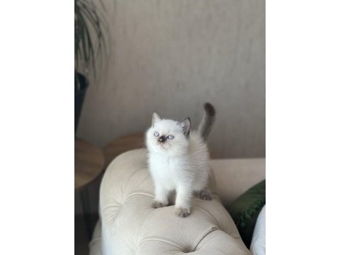 Ev ortamında büyümüş sosyal british shorthair yavrum