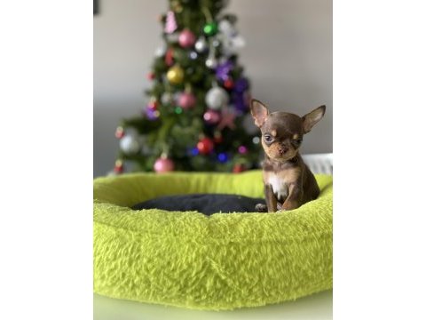 Xs dişi erkek safkan chihuahua yavrularımız