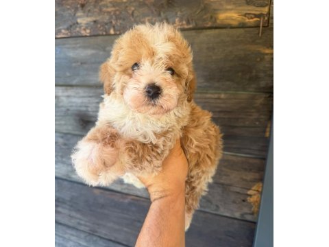 Çift renk özel kore maltipoo yavrular 