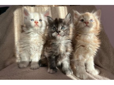 Full secereli maine coon yavruları