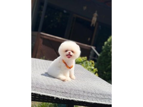 Pomeranian boo yavru sağlık ve ırk garantili